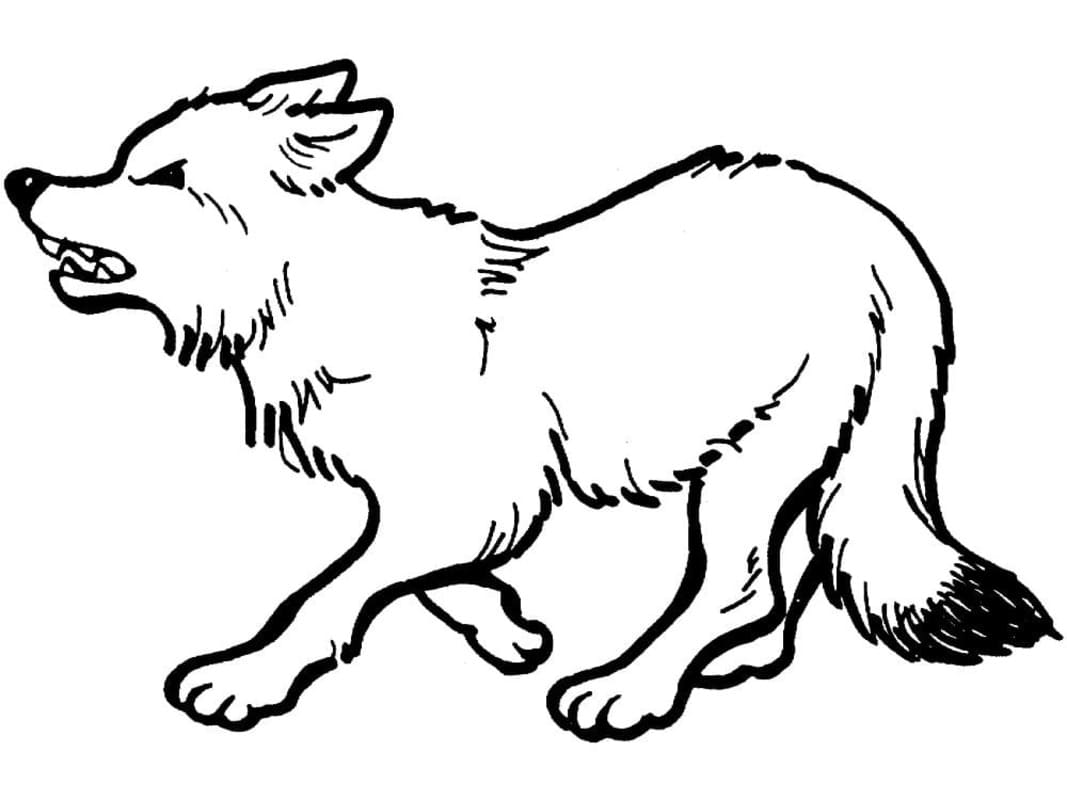 Tekenen Wolven basis
