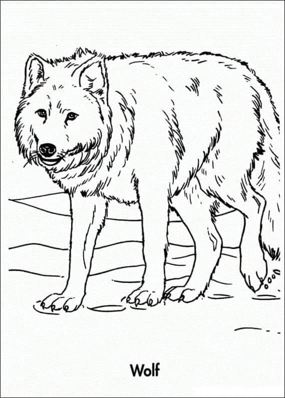Tekenen Wolven schetsen
