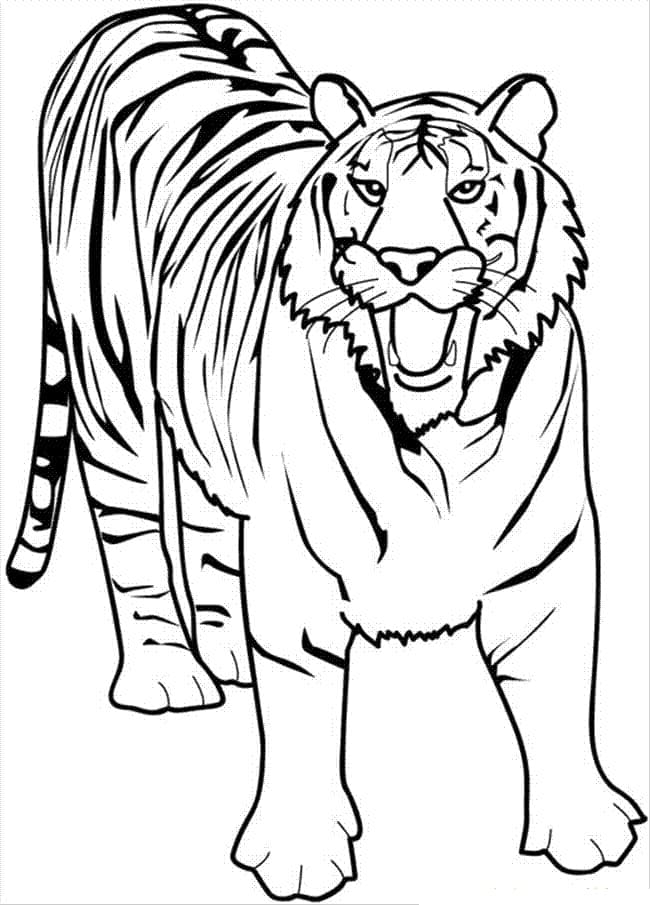 Tijger 6