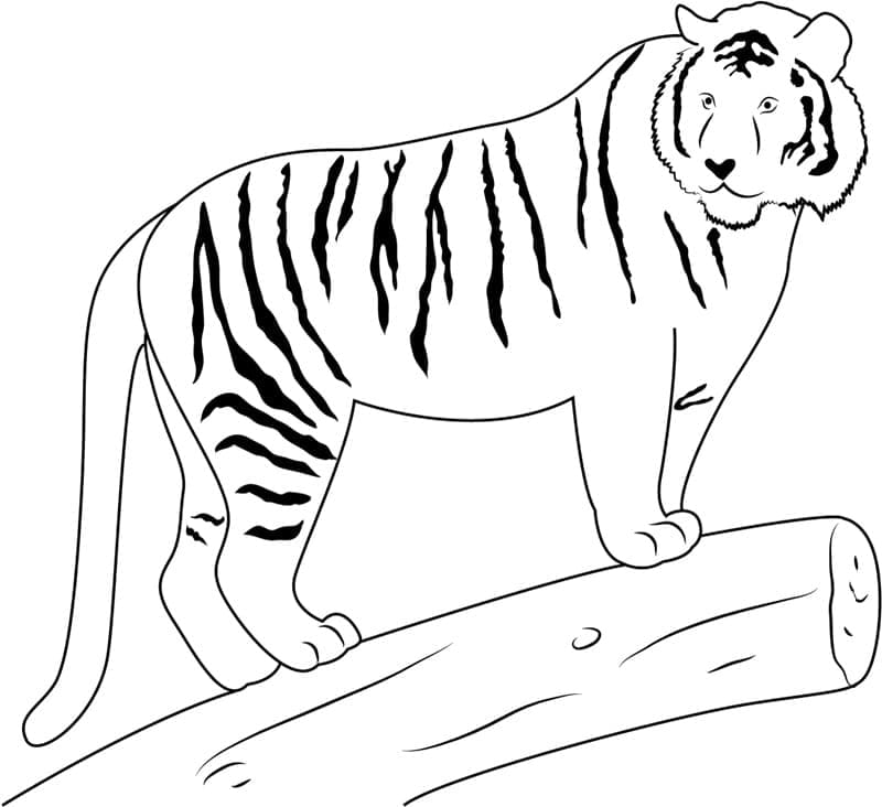 Tijger gratis simpel
