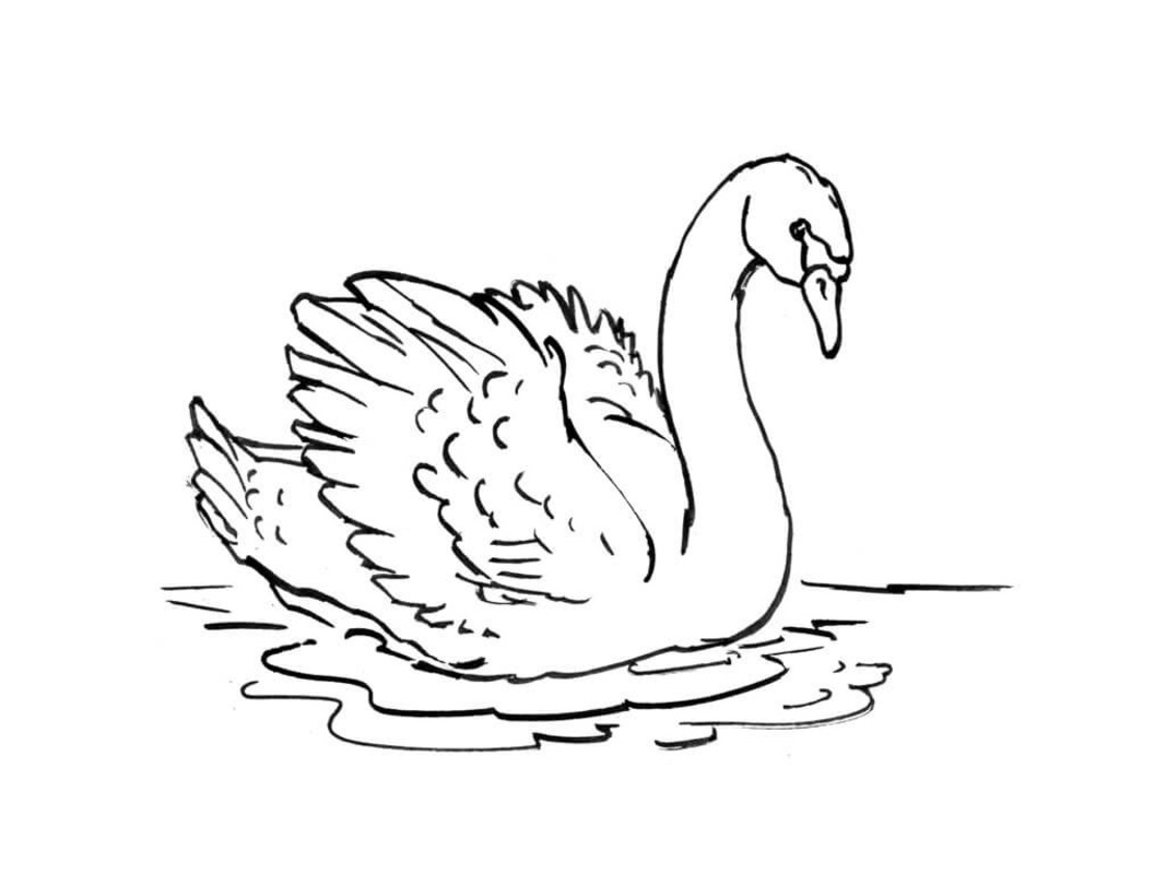 Zwanen