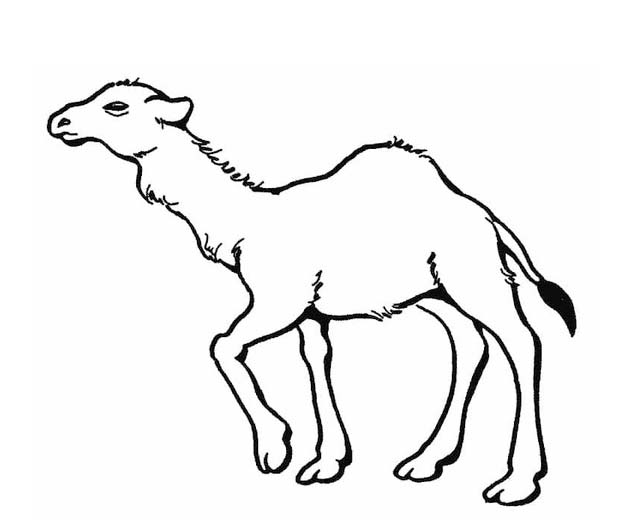 Kameel gratis eenvoudig