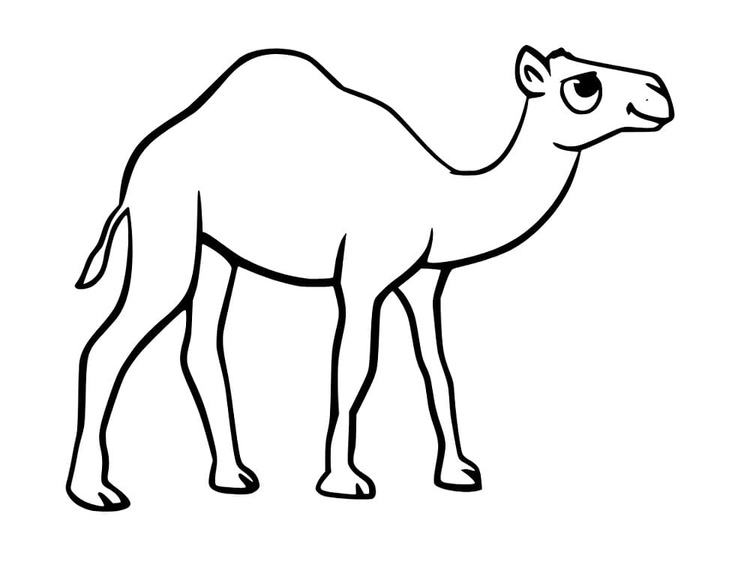 Tekenen Kameel afdrukbaar basis