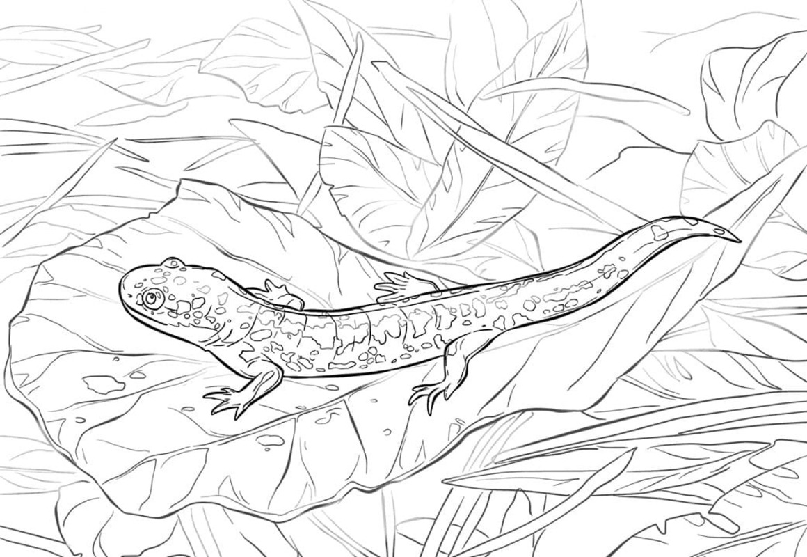 Salamander afdrukbaar eenvoudig
