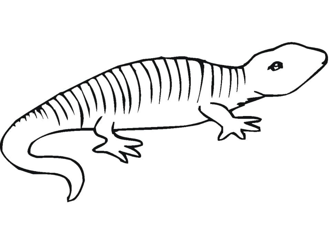 Salamander afdrukbaar voor kinderen