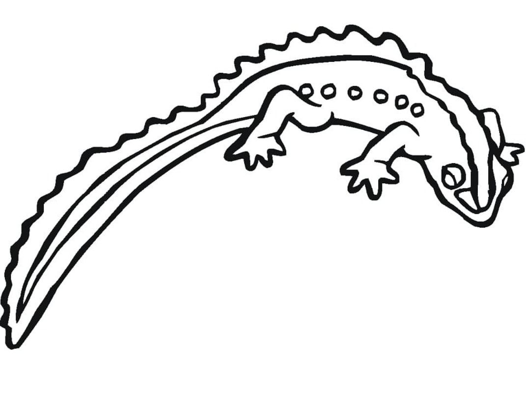 Salamander gratis afdrukbaar