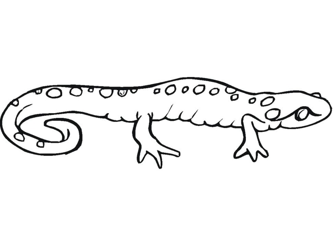 Salamander gratis afdrukbaar voor kinderen