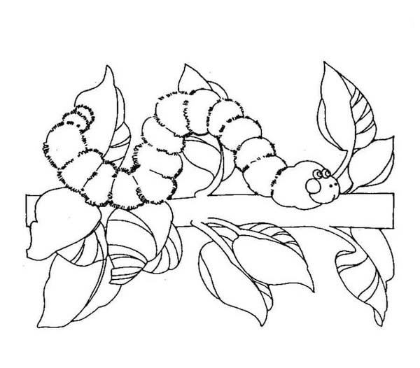 Tekenen Rups gratis afdrukbaar simpel