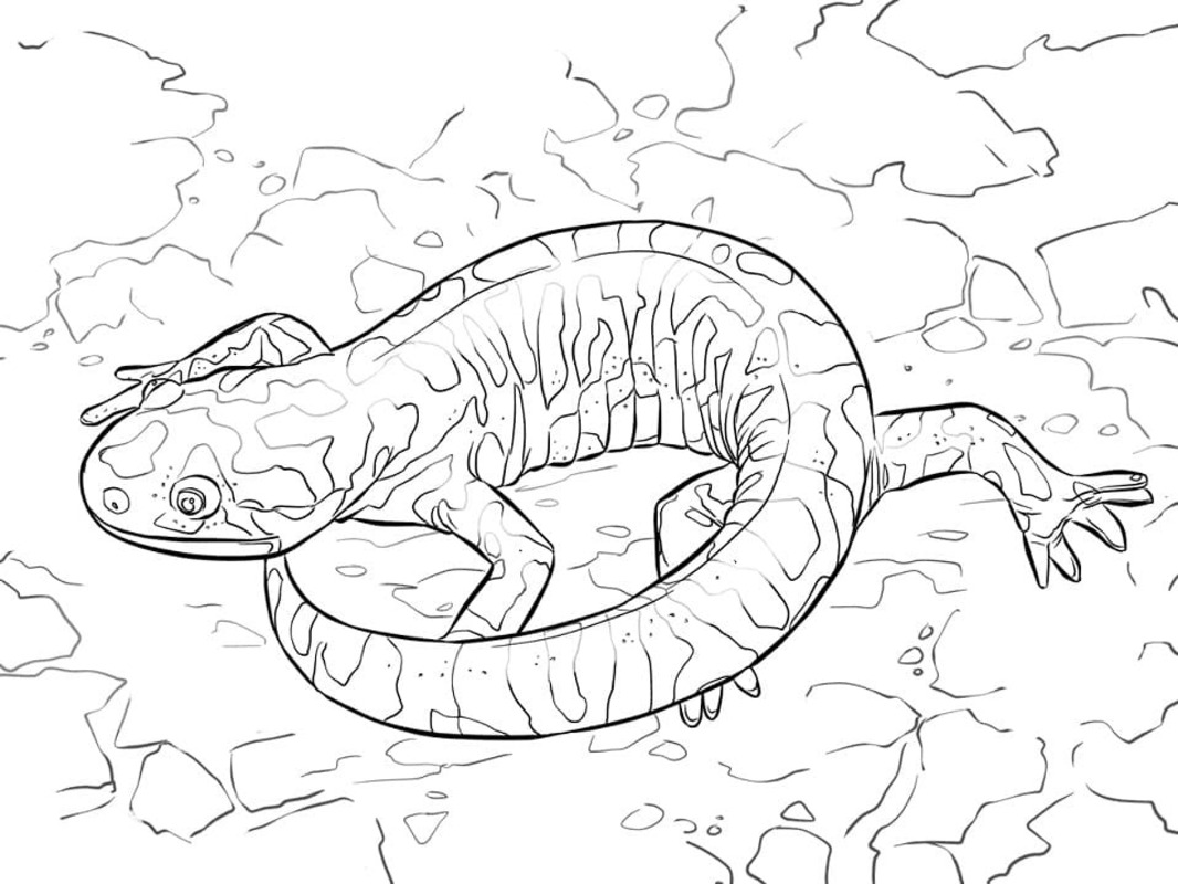 Tekenen Salamander afdrukbaar eenvoudig