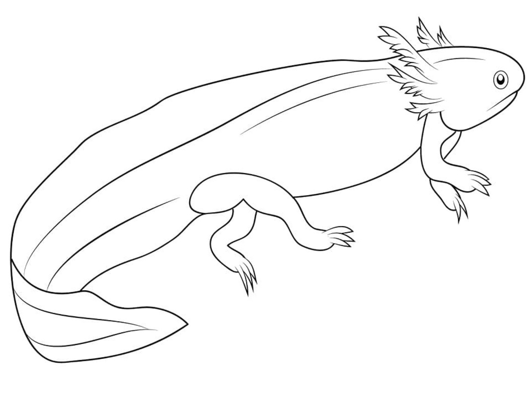 Tekenen Salamander afdrukbaar simpel