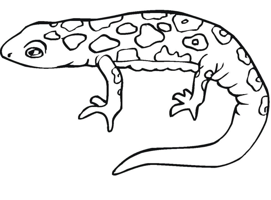 Tekenen Salamander afdrukbaar voor kinderen