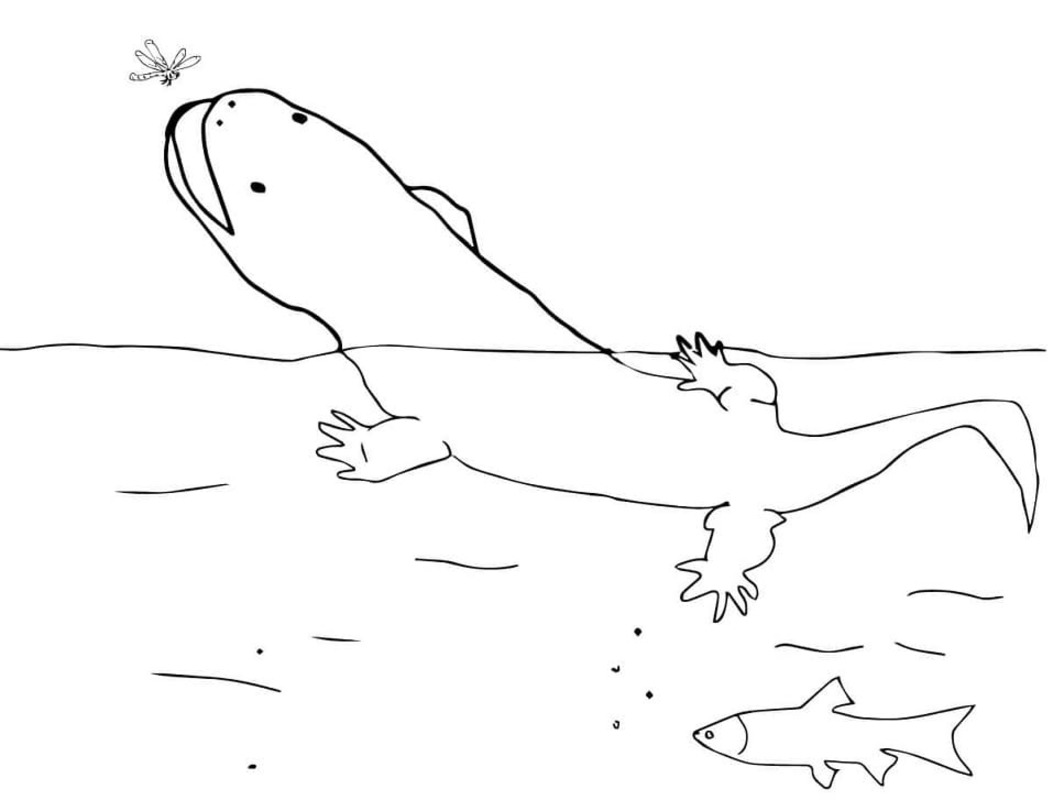 Tekenen Salamander gratis eenvoudig