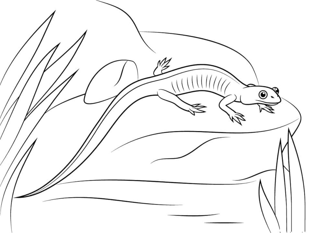 Tekenen Salamander gratis simpel