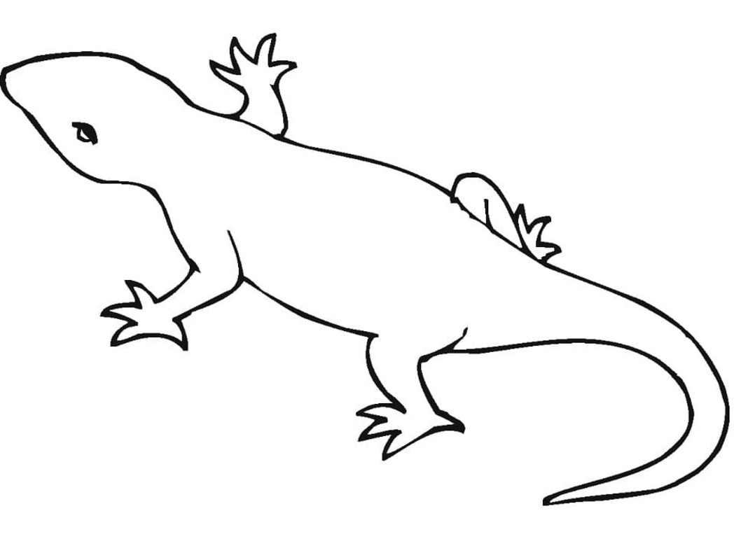 Tekenen Salamander gratis voor kinderen