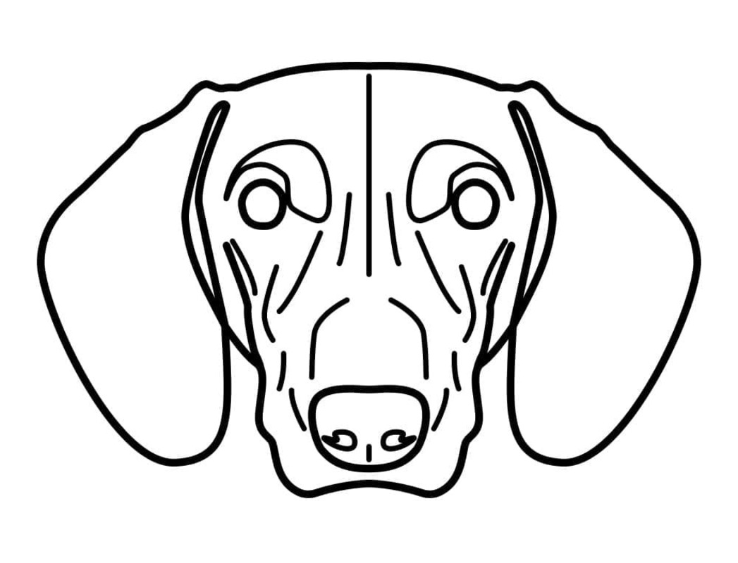 Afbeelding Teckel gezicht