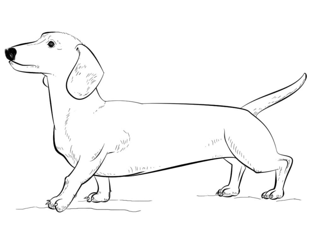 Tekenen Teckel gratis afdrukbaar simpel