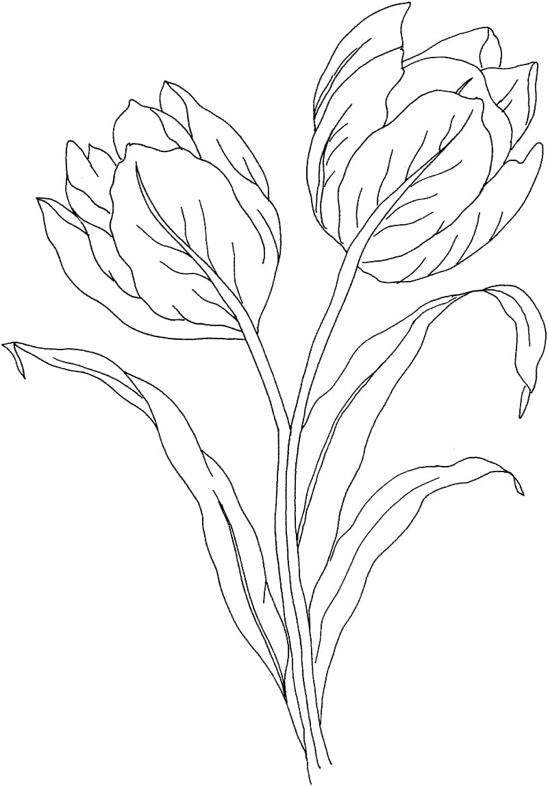 Tulpen