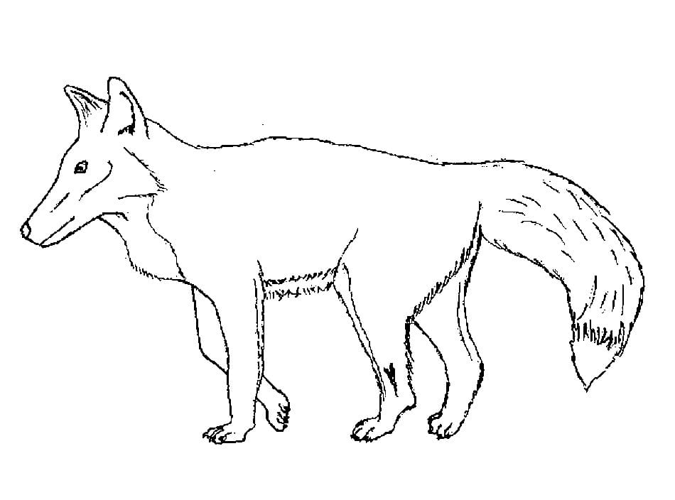 Afbeelding Vossen printbaar