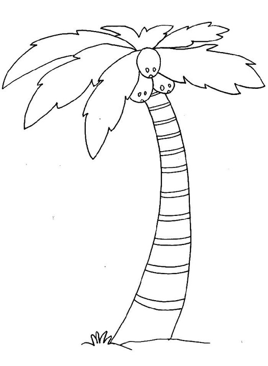 Tekenen Palmboom gratis eenvoudig