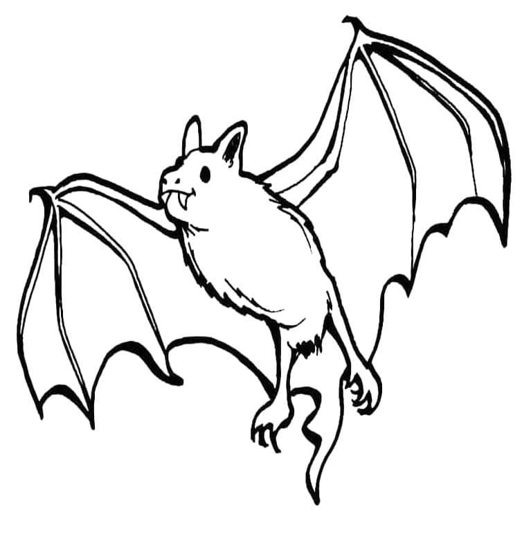 Vleermuizen gratis basis