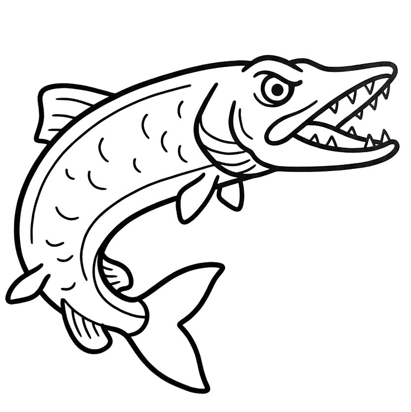 Snoek