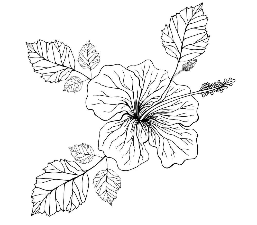 Afbeelding Hibiscus afdrukbaar
