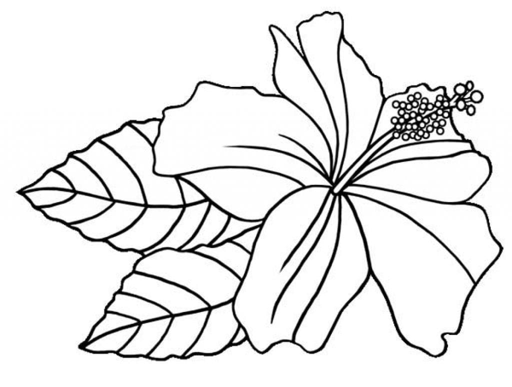Afbeelding Hibiscus gratis afdrukbaar