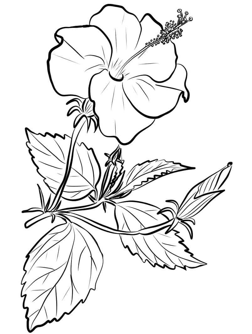 Afbeelding Hibiscus gratis