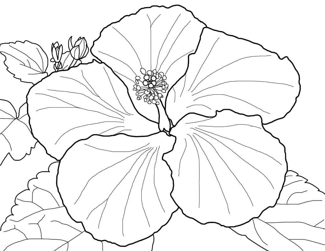 Hibiscus afdrukbaar