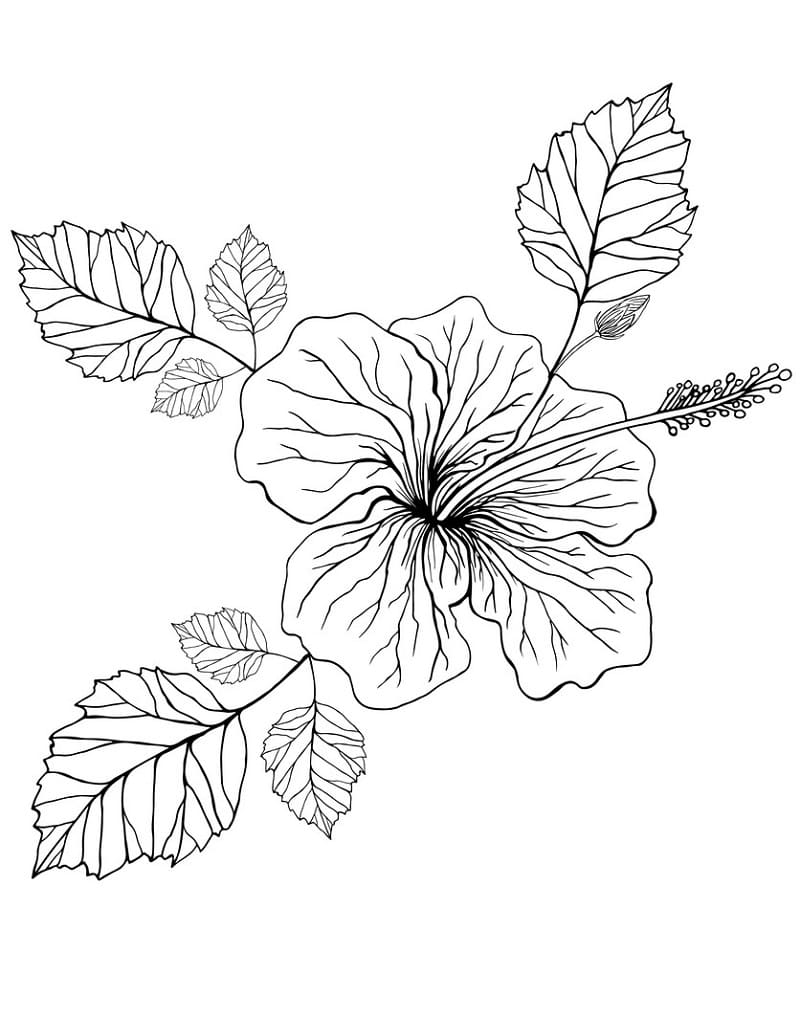 Hibiscus afdrukbaar simpel