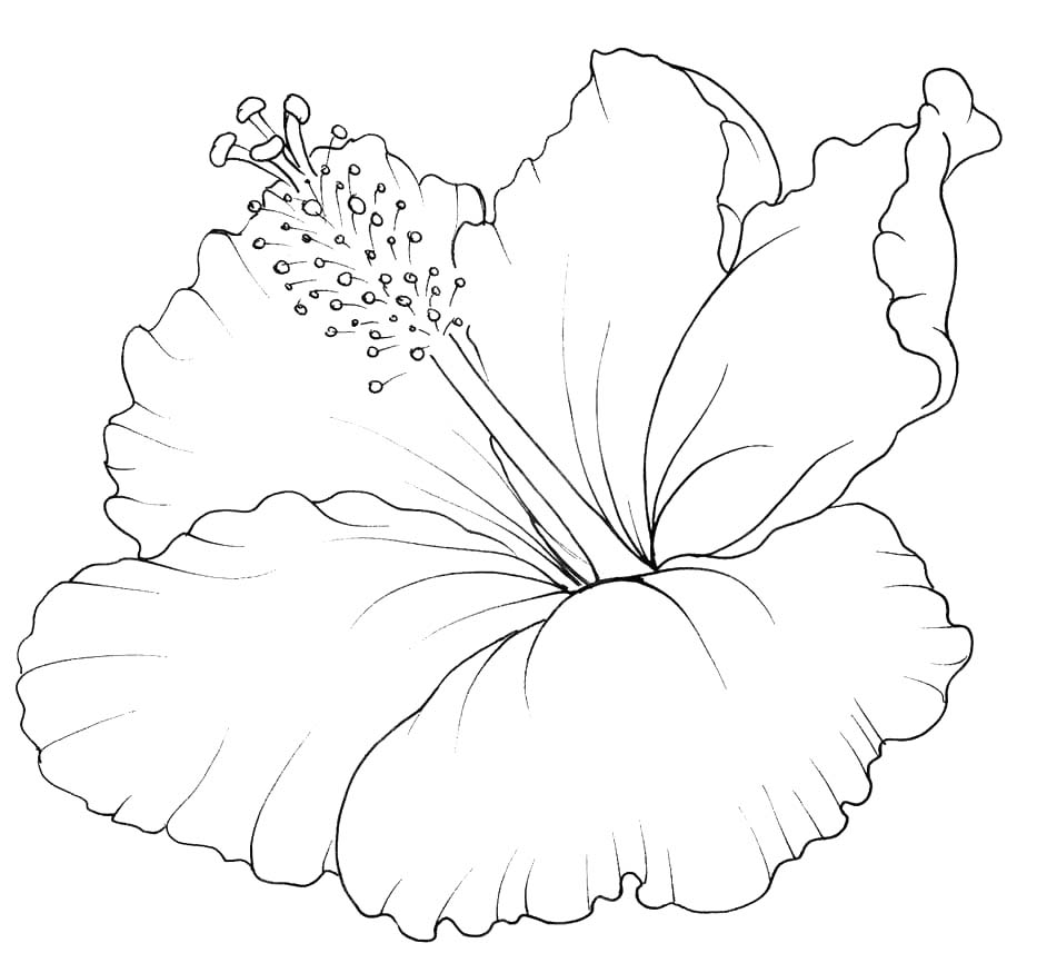 Hibiscus gratis afdrukbaar basis