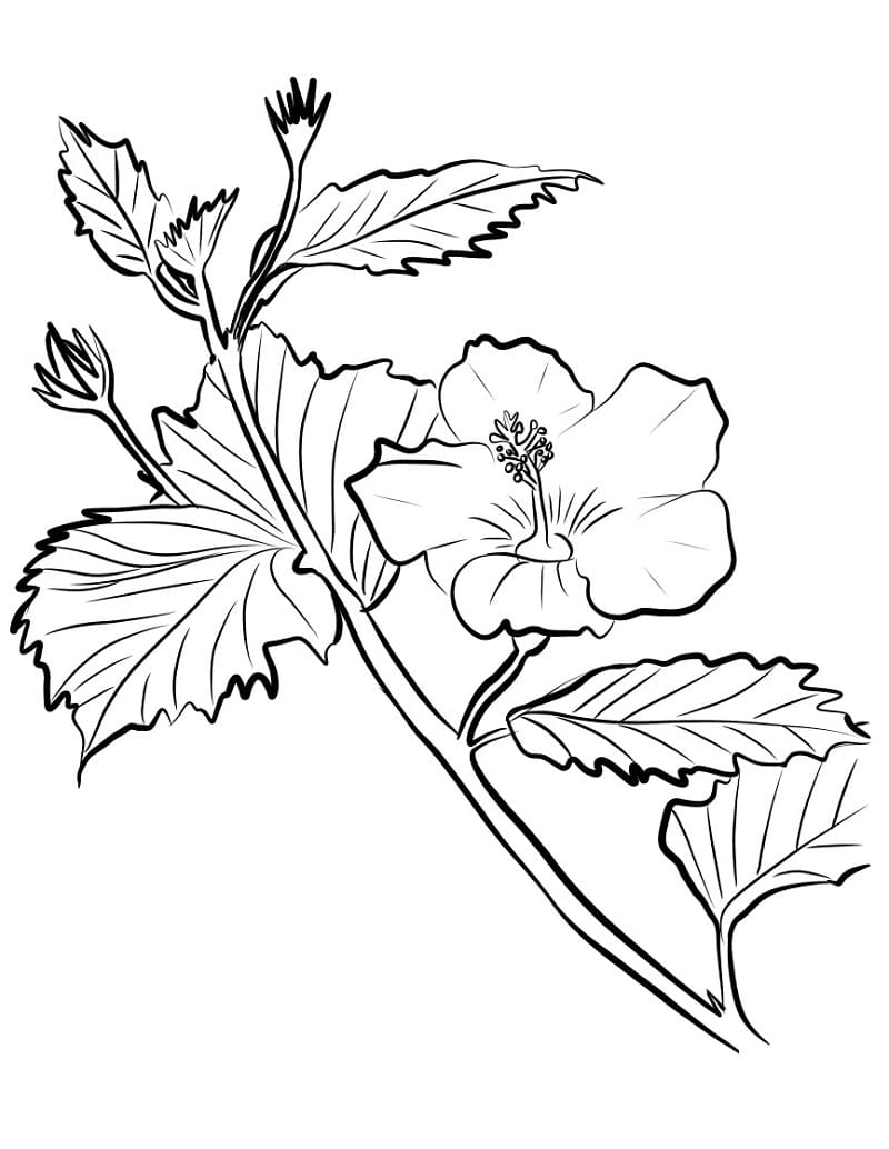 Hibiscus gratis afdrukbaar eenvoudig