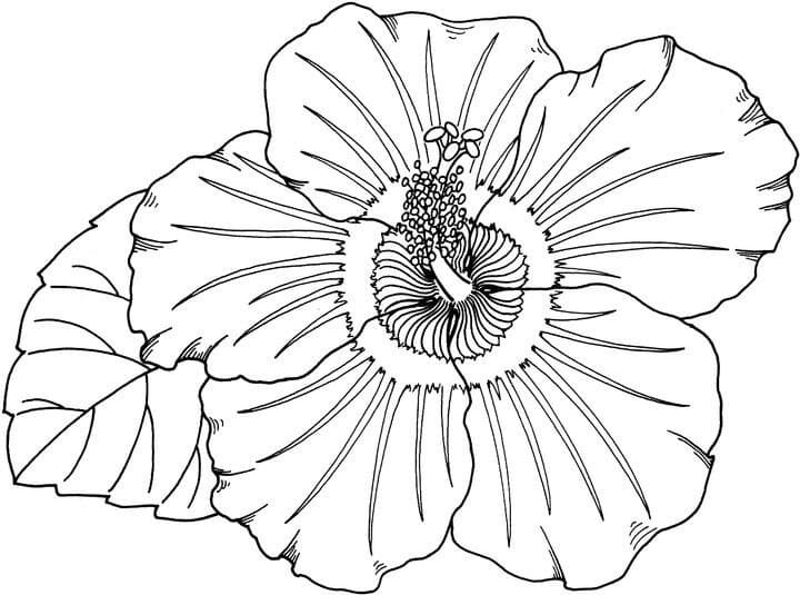 Hibiscus gratis afdrukbaar simpel