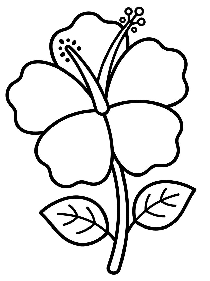Hibiscus