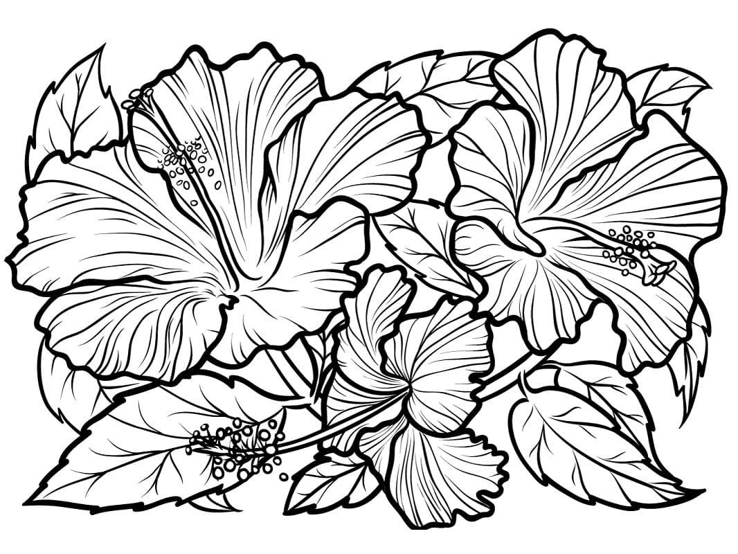 Hibiscus gratis eenvoudig