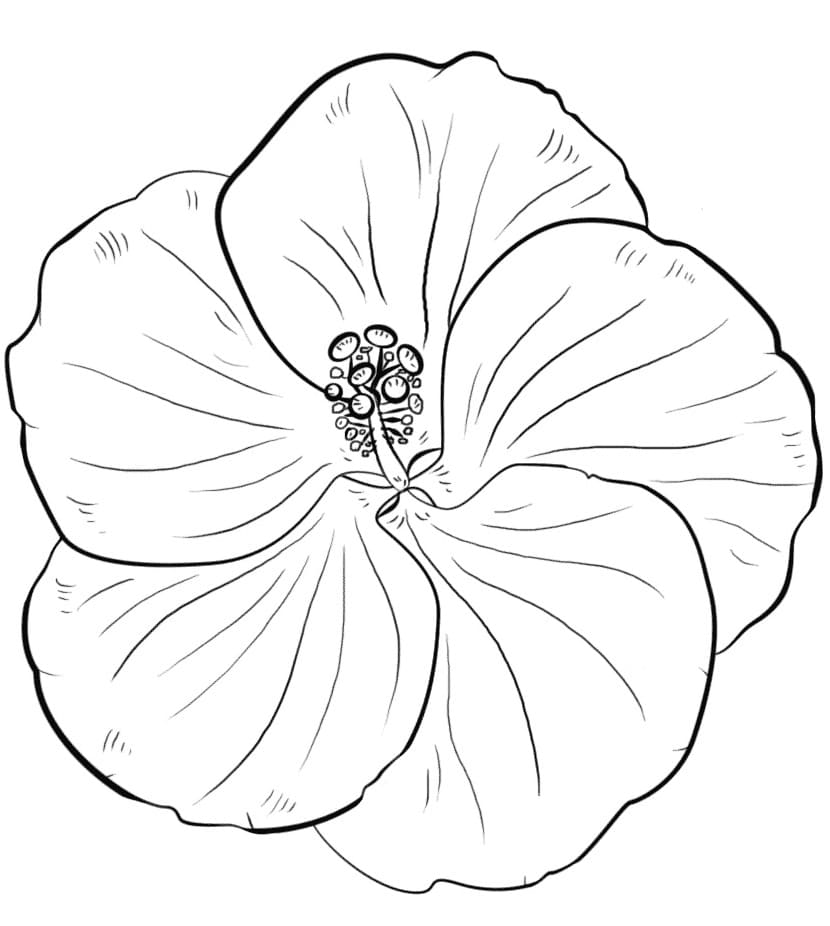 Hibiscus voor kinderen