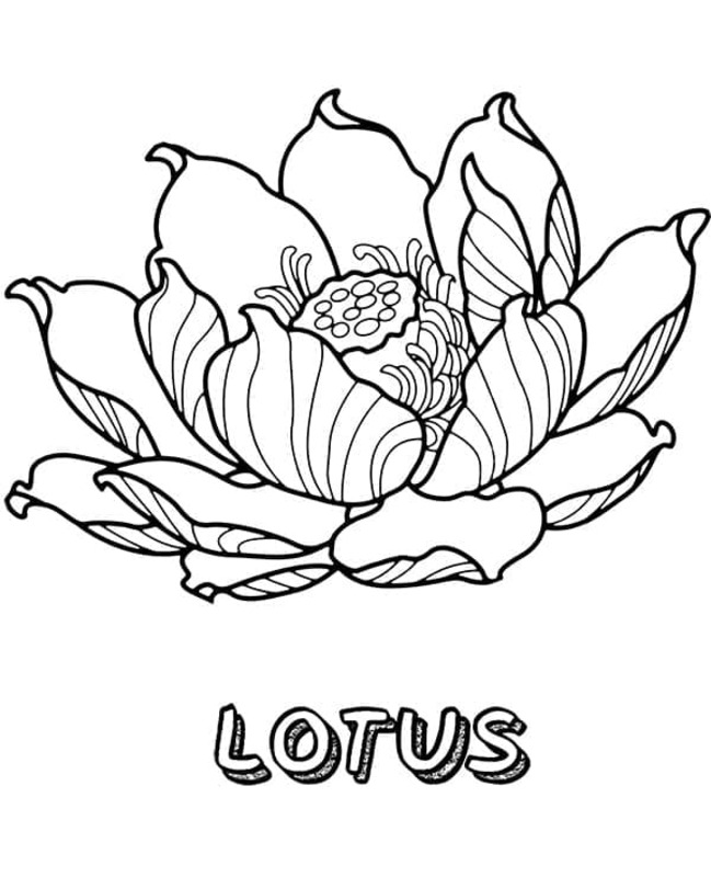 Lotusbloem afdrukbaar