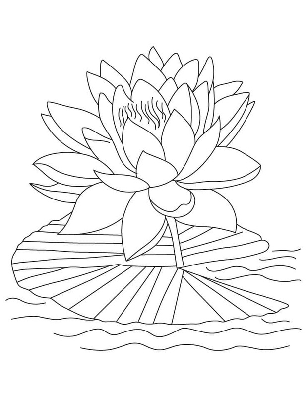 Lotusbloem gratis basis