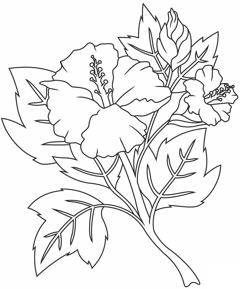 Tekenen Hibiscus afdrukbaar