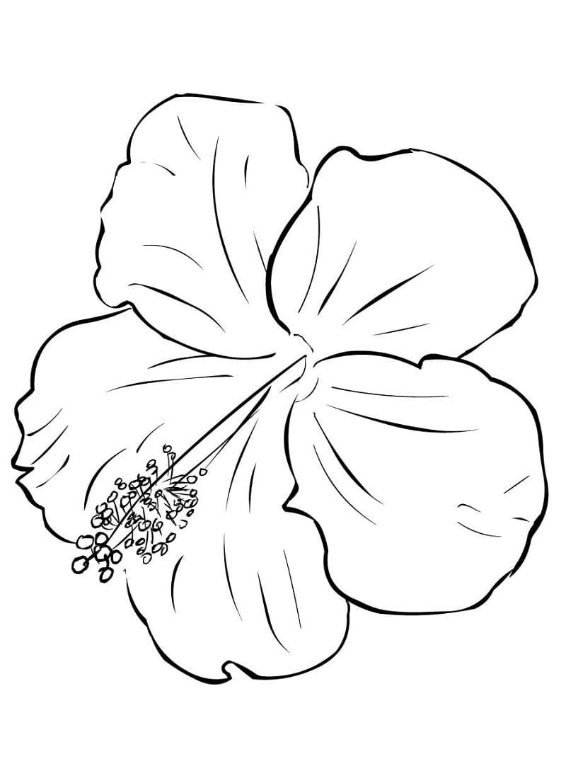 Tekenen Hibiscus basis