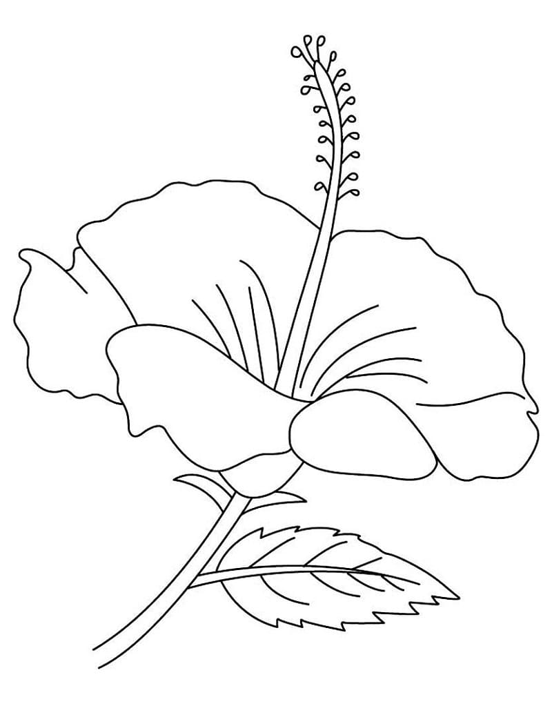 Tekenen Hibiscus gratis afdrukbaar
