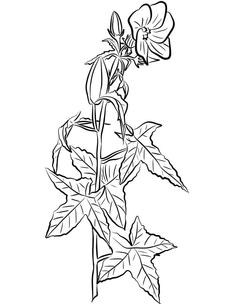 Tekenen Hibiscus gratis basis