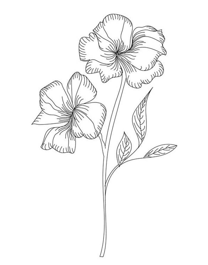 Tekenen Hibiscus gratis
