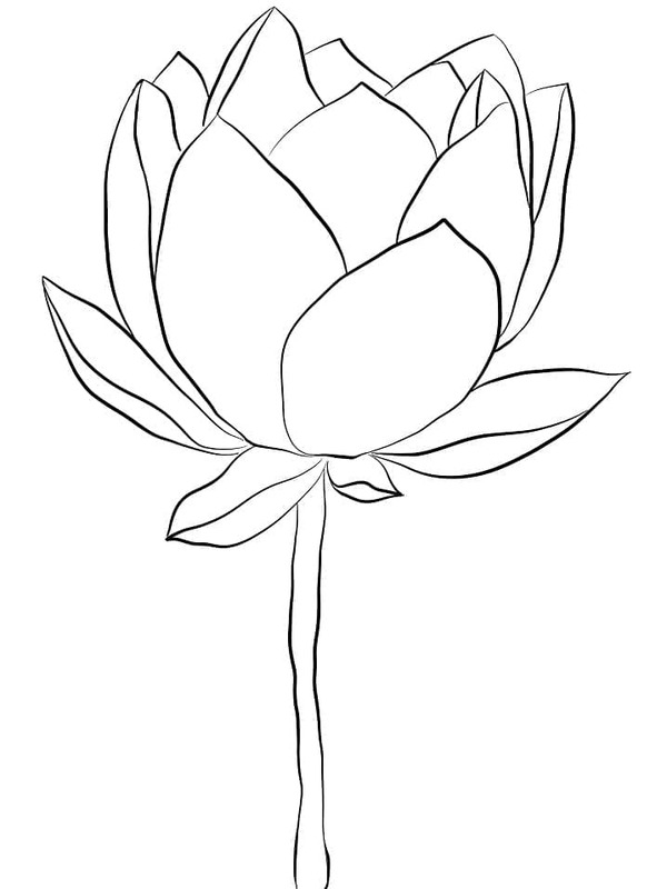 Tekenen Lotusbloem basis