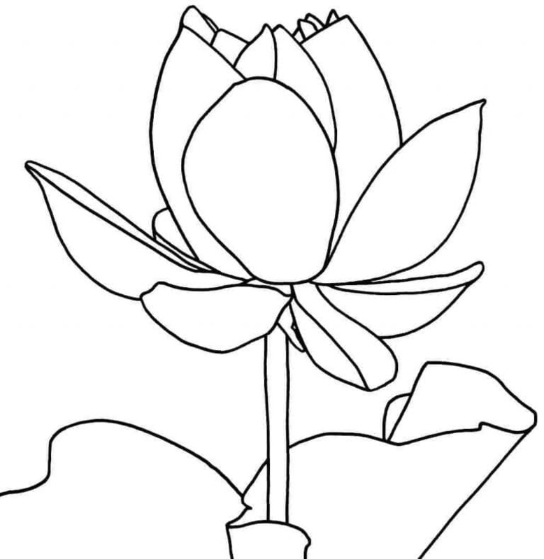 Tekenen Lotusbloem simpel