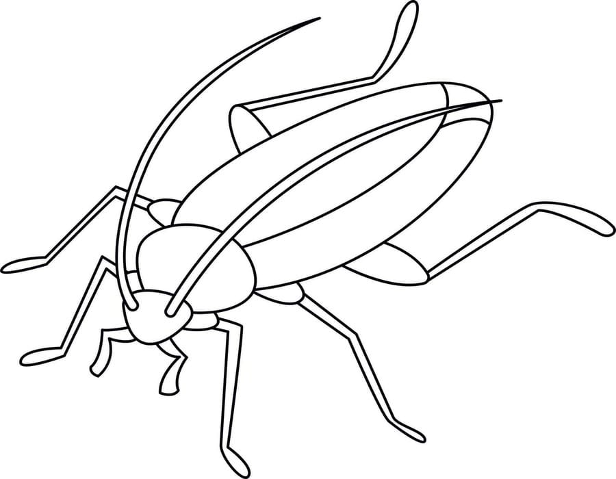 Kakkerlak