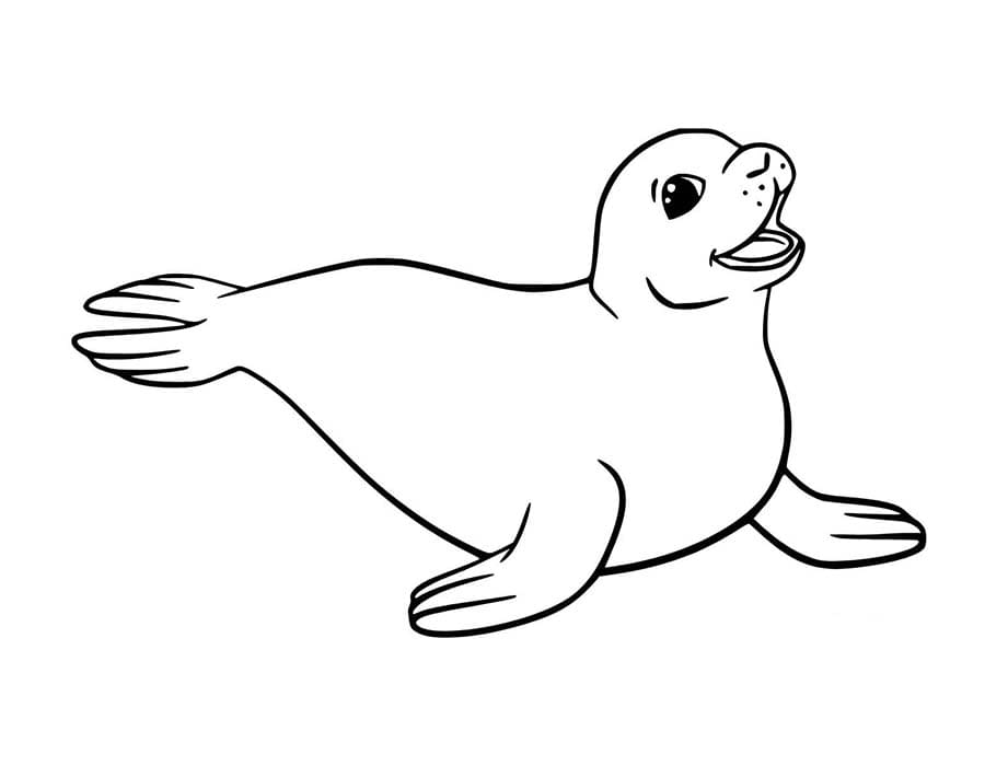 Tekenen Zeehond basis