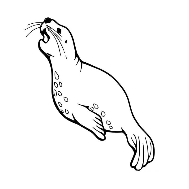 Tekenen Zeehond eenvoudig