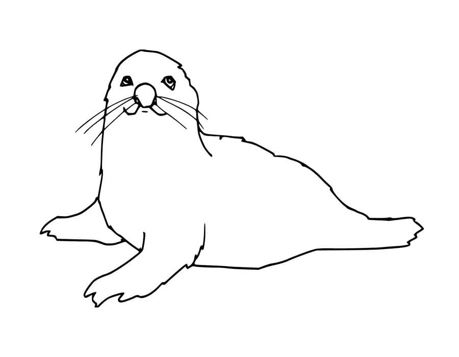 Zeehond gratis basis