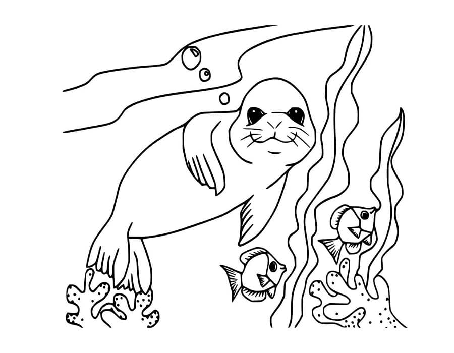 Zeehond gratis